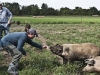 Friendly piggies